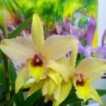 CURSO DE CULTIVO DE ORQUIDEAS   en Belgrano, Ciudad A. de Buenos Aires